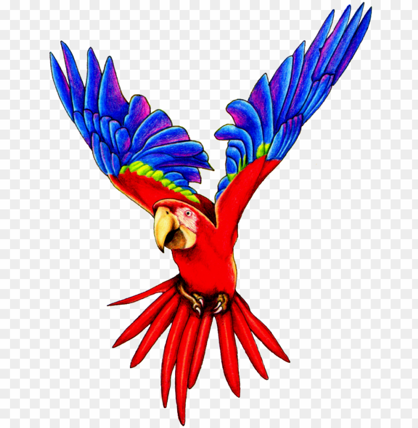 free PNG flying parrot png pic1 - flying parrot PNG image with transparent background PNG images transparent