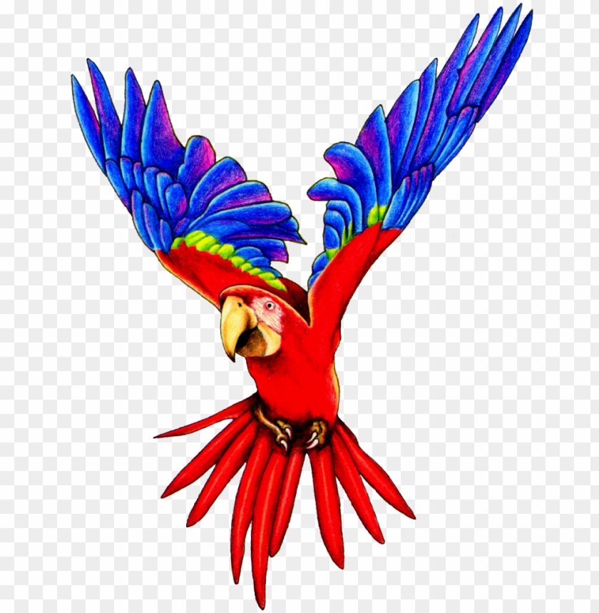 flying parrot png pic1 flying parrot PNG transparent with Clear Background ID 286799