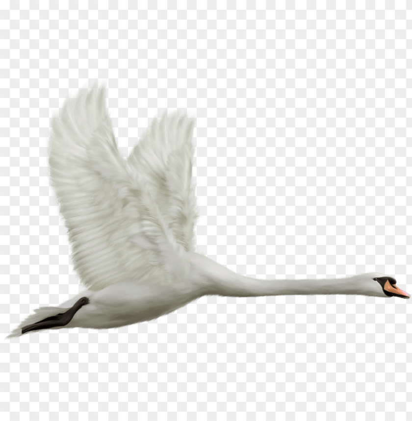 animals, swans, flying swan, 