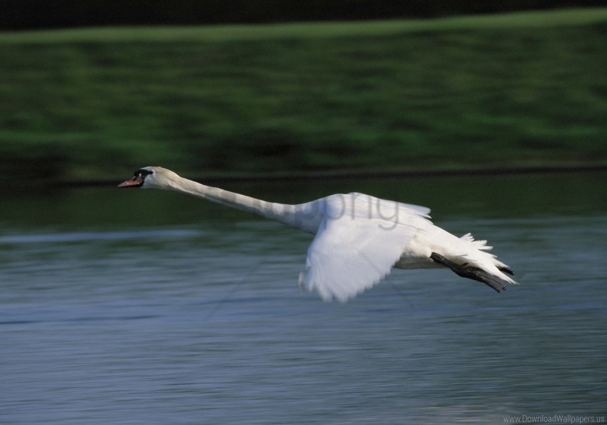 flying swan water wallpaper background best stock photos - Image ID 160503