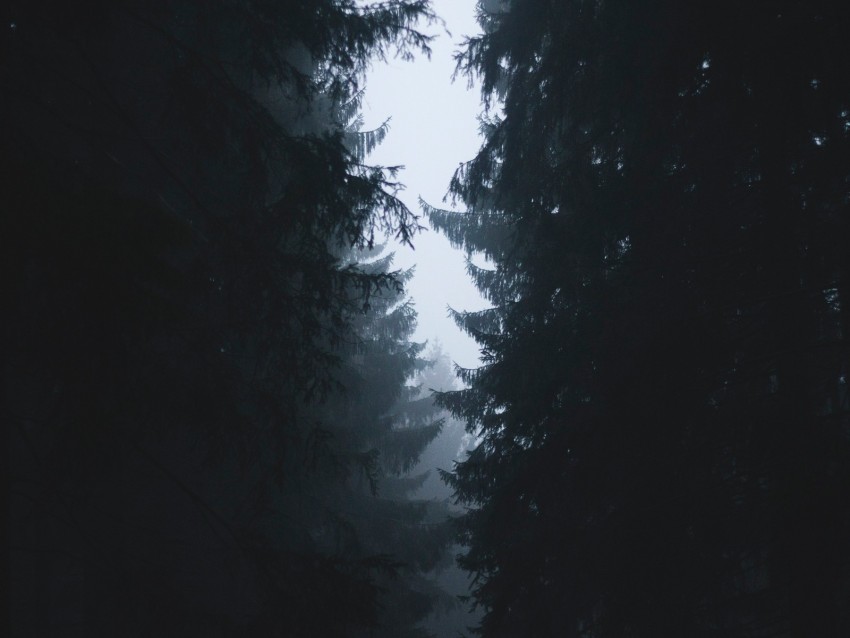 fog, branches, trees, outlines, sky