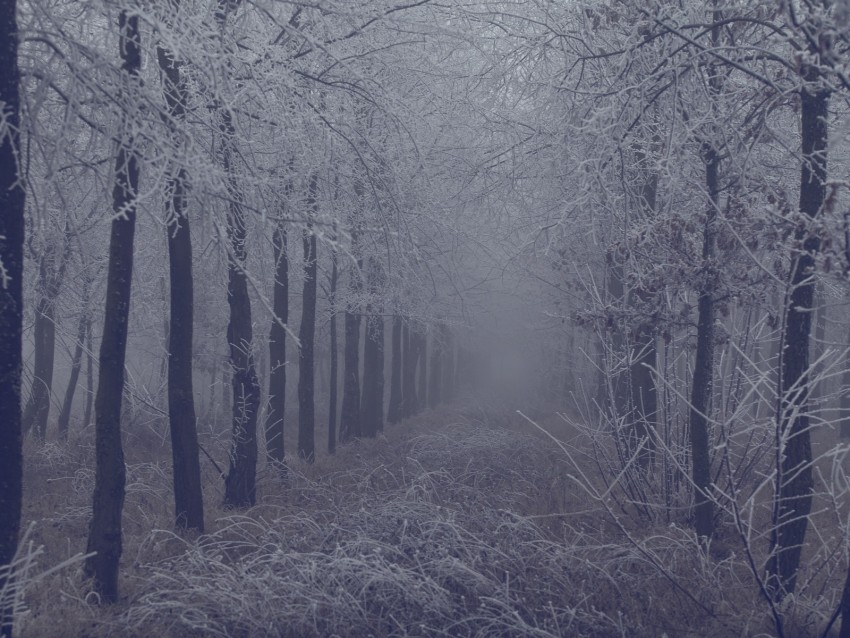 Fog Forest Frost Branches Trees Grass Png - Free PNG Images