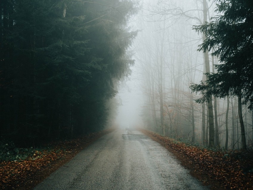 fog, road, trees, branches, autumn