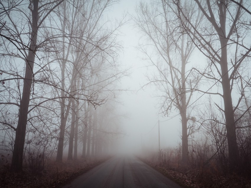 fog, road, trees, dawn, silence