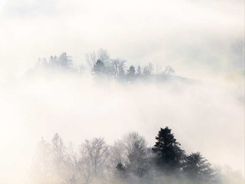 fog, trees, hills, mist, landscape