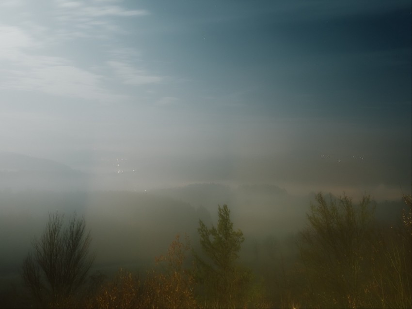 fog, trees, starry sky, night