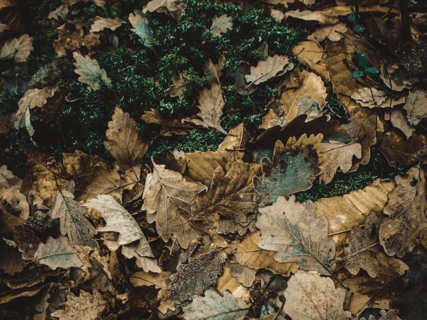 Foliage Autumn Fallen Oak Png - Free PNG Images