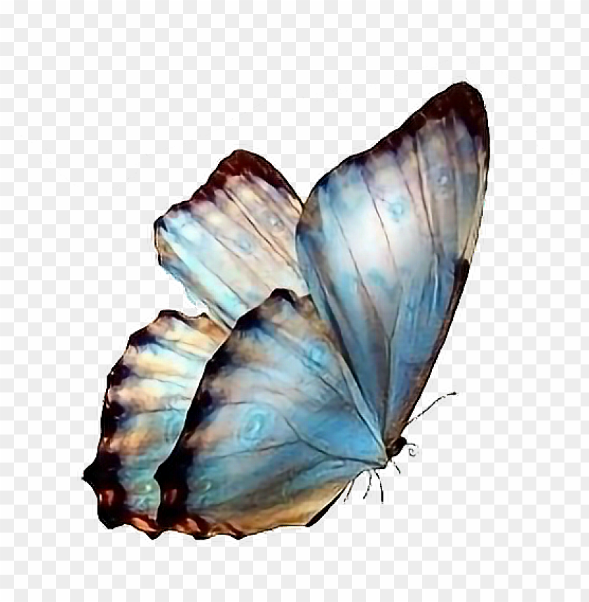 follow pedromartinx butterfly tumblr animals forest - transparent  background butterflies PNG image with transparent background | TOPpng