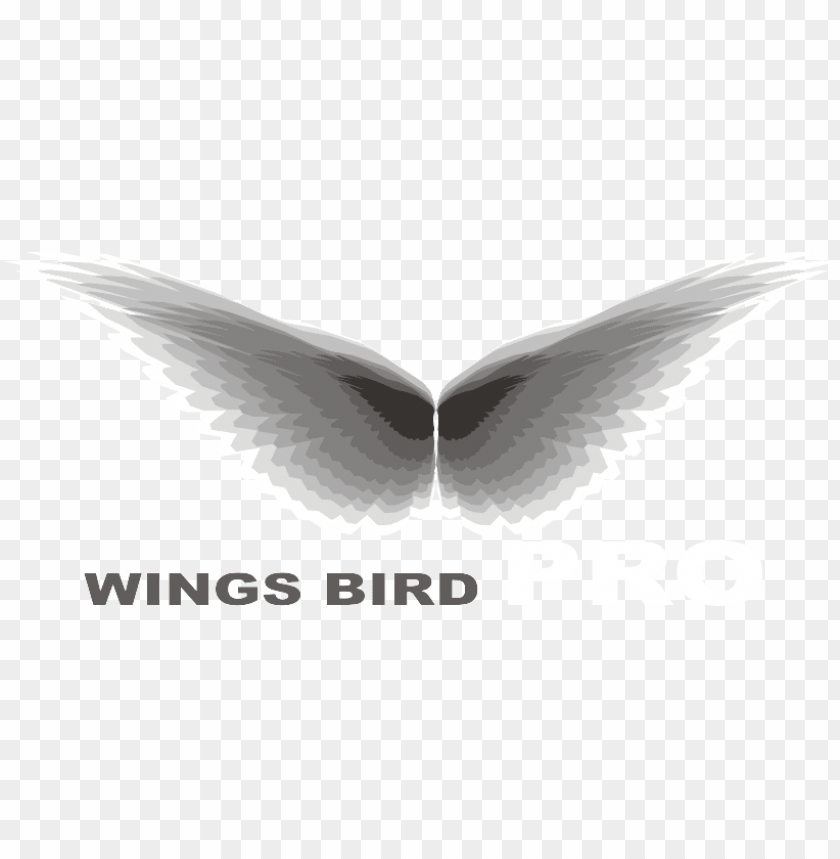 bird wings, phoenix bird, twitter bird logo, chicken wings, angel wings, big bird