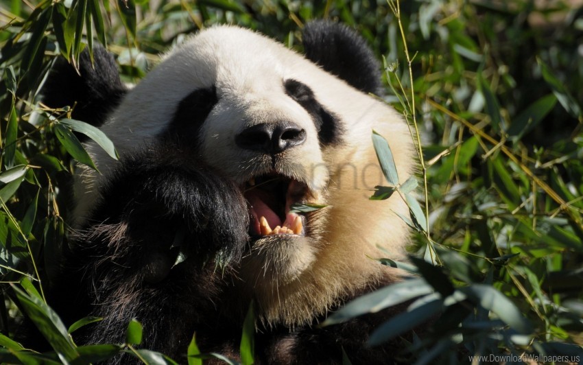 food grass panda wallpaper background best stock photos - Image ID 160260