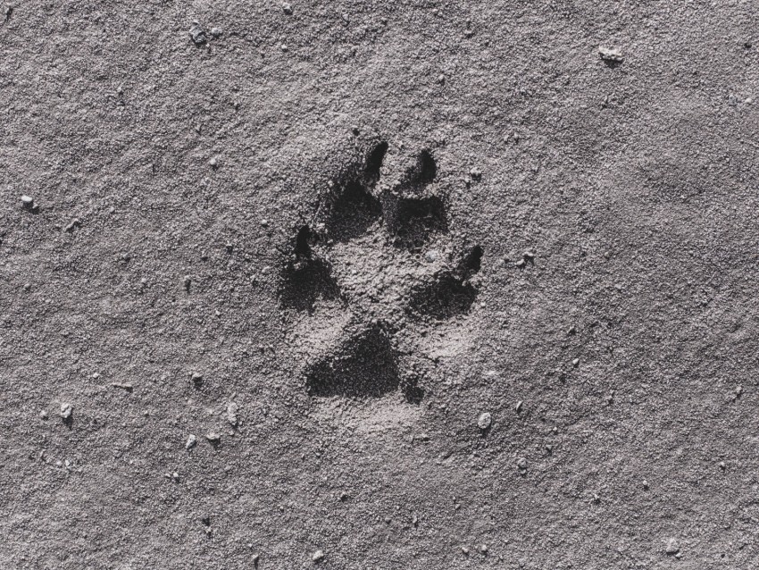 footprint, sand, bw, closeup