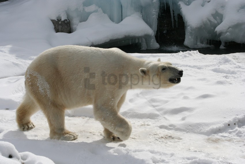 footprints polar bear snow wallpaper background best stock photos - Image ID 149527
