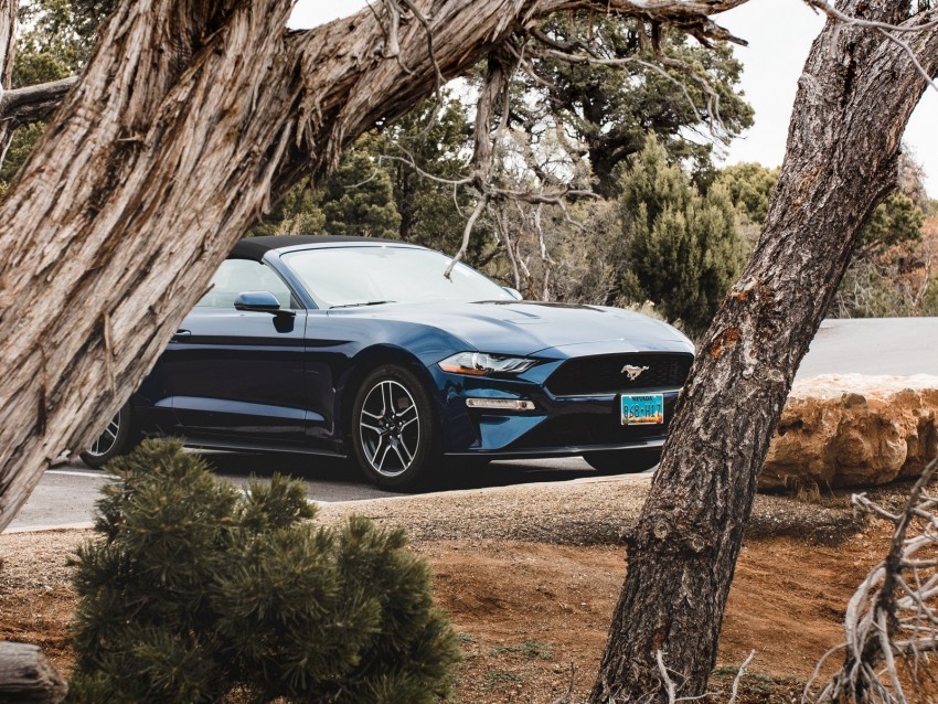 ford mustang, ford, car, convertible, blue, trees, branches