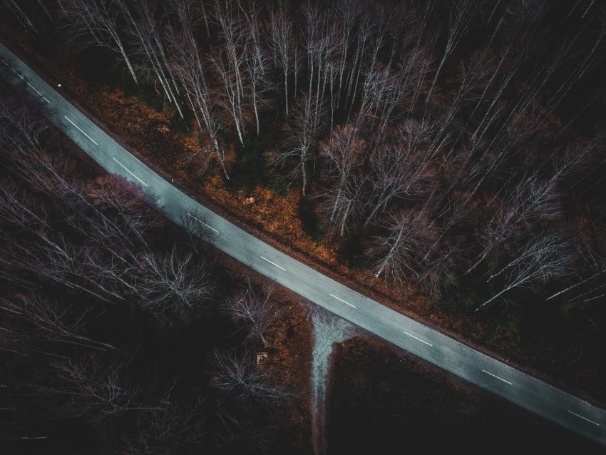 forest, aerial view, autumn, trees, branches, road