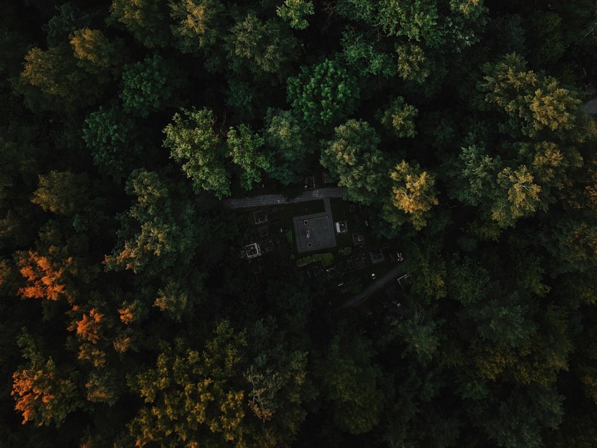 forest, aerial view, trees, green, autumn