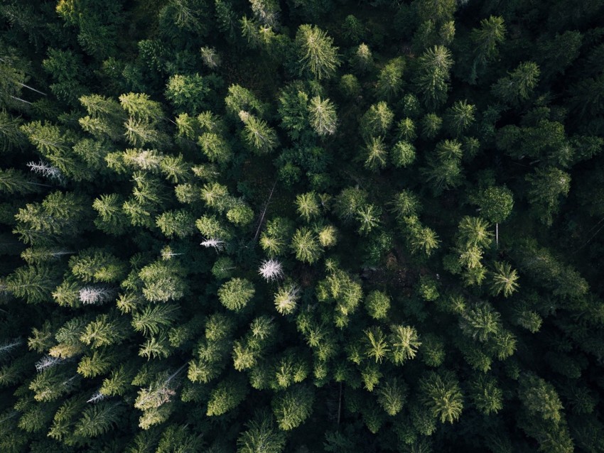 forest, aerial view, trees, green, overview