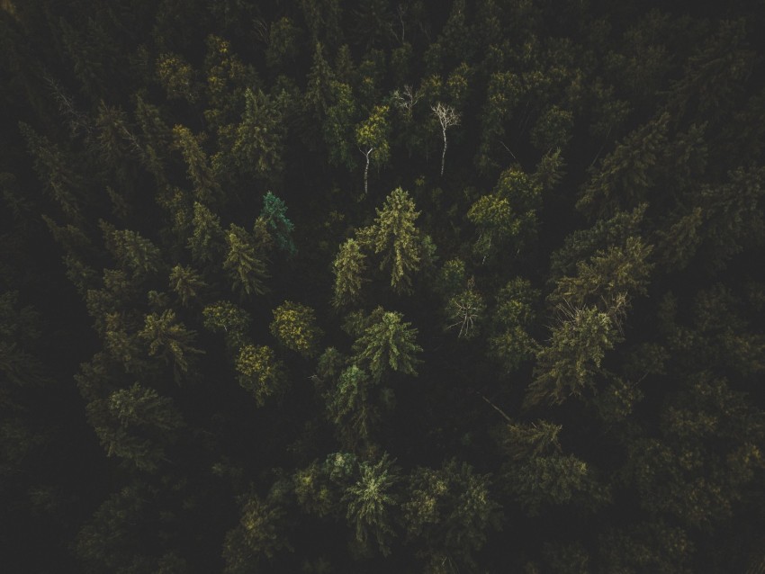 forest, aerial view, trees, tops, dark