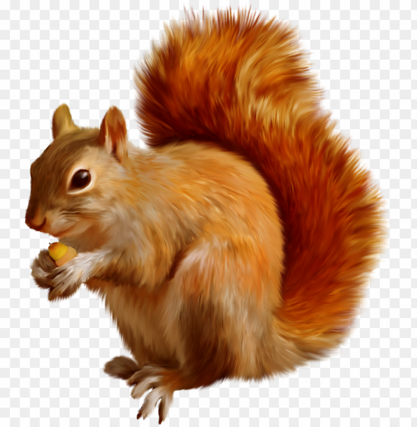 Forest Animals  - Have Obsessive Squirrel Disorder Shirt Animal T Shirt PNG Transparent With Clear Background ID 426129