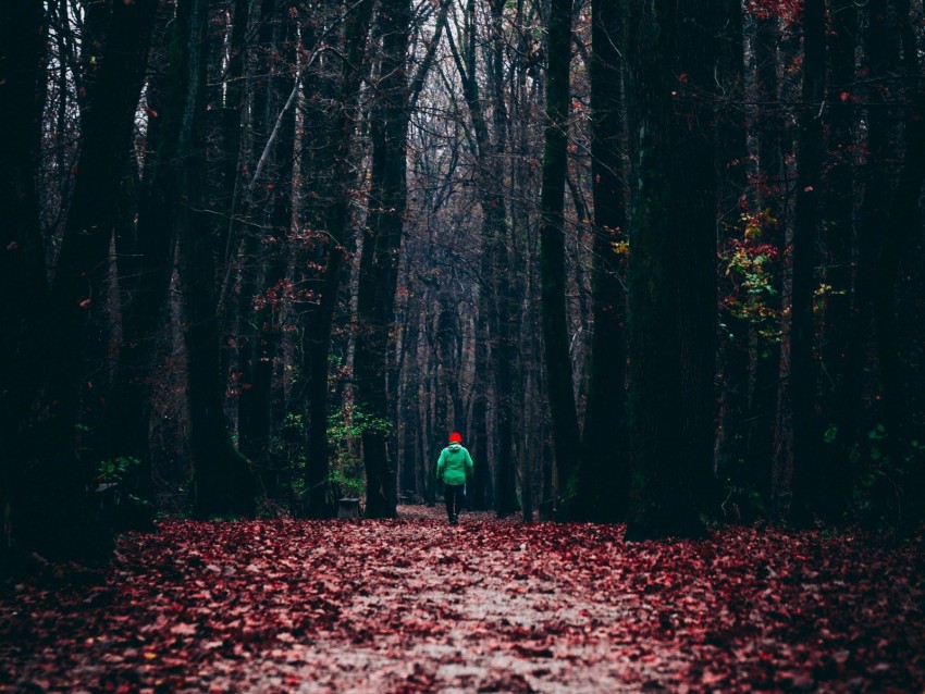 forest, autumn, man, lonely, run, foliage