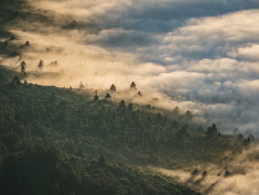 forest, clouds, aerial view, fog, height