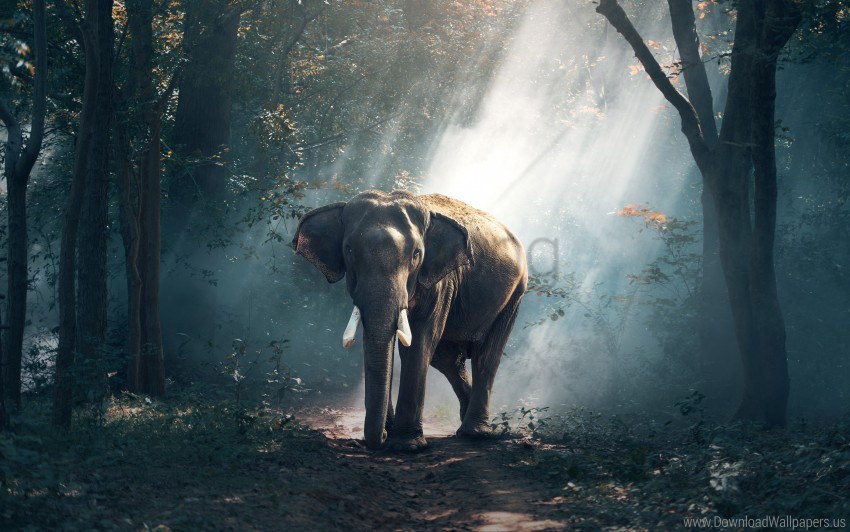 forest elephant 4k wallpaper background best stock photos | TOPpng