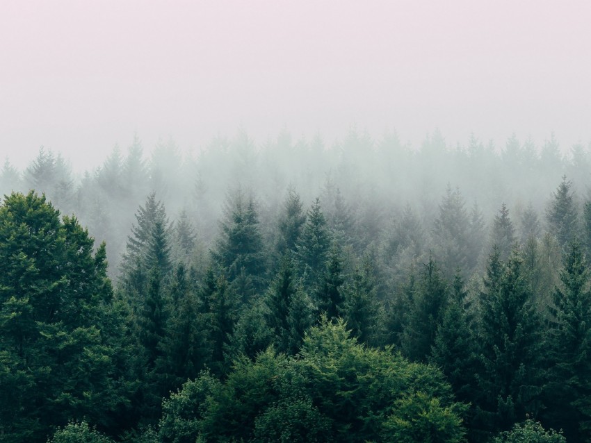 forest, fog, aerial view, trees, sky