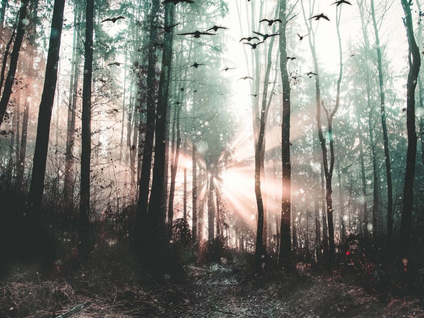 forest, fog, birds, trees, mystical