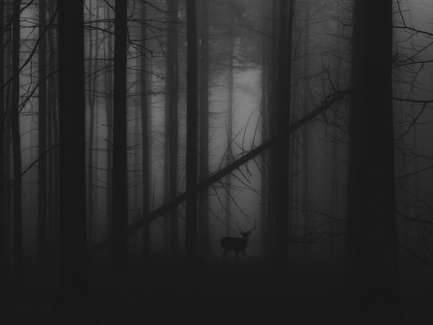 forest, fog, deer, bw, gloomy