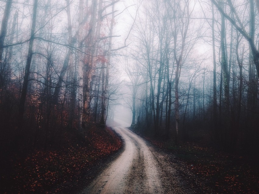 forest, fog, path, trees, autumn