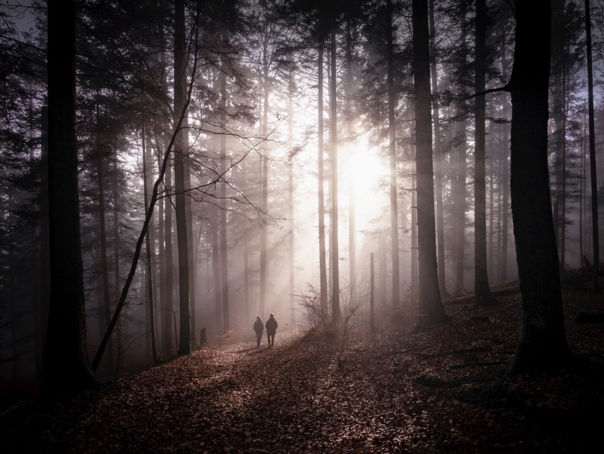 forest, fog, silhouettes, walk, autumn, couple