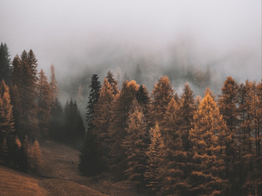 forest, fog, trees, autumn, landscape