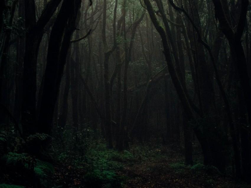 forest, fog, trees, branches, autumn, dark, gloomy