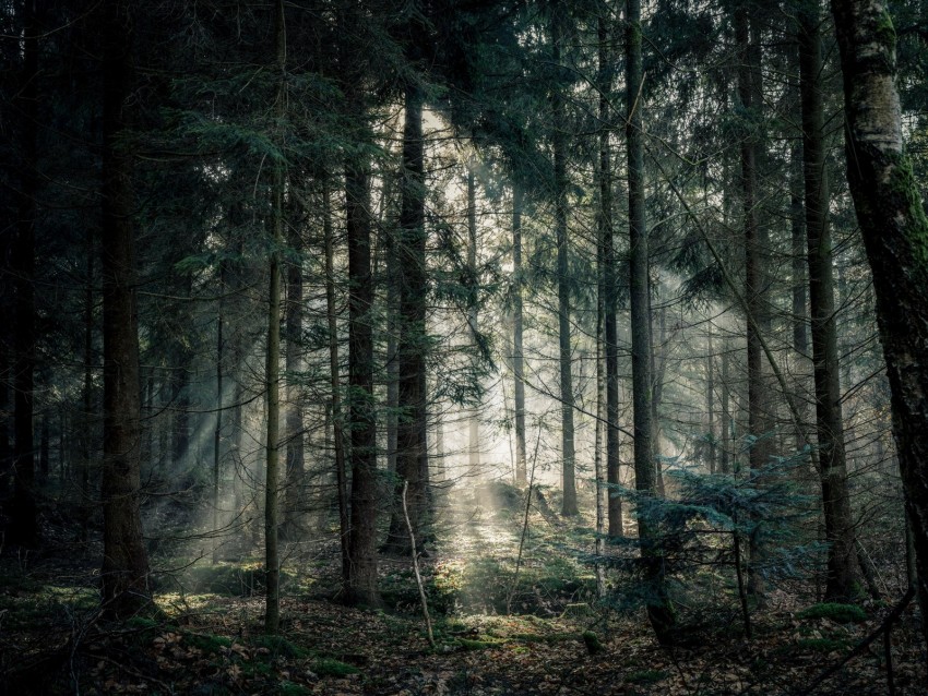 forest, fog, trees, branches, light
