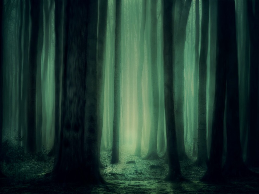 forest, fog, trees, dark, gloomy png - Free PNG Images | TOPpng
