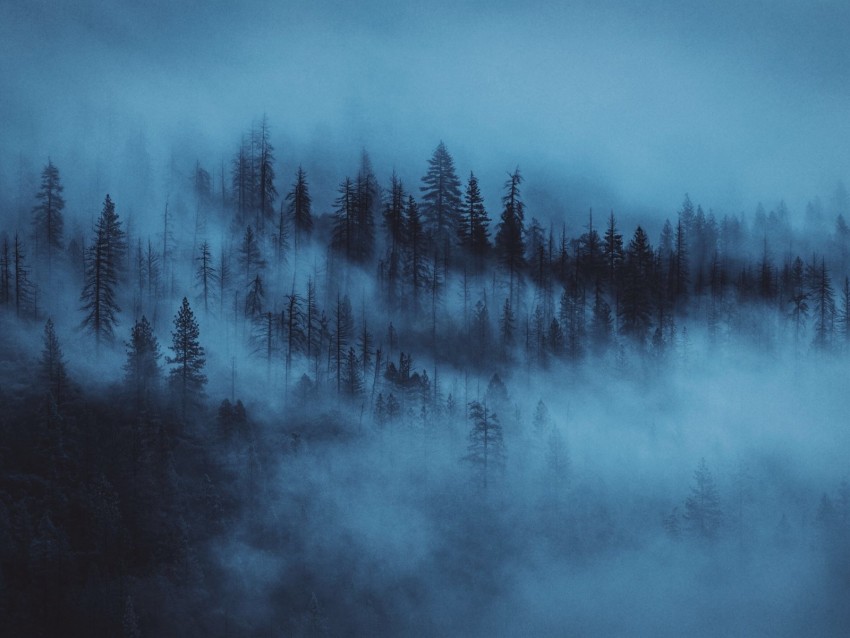 forest, fog, trees, dawn
