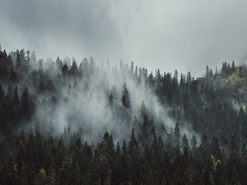 forest, fog, trees, mountains, crowns, tops