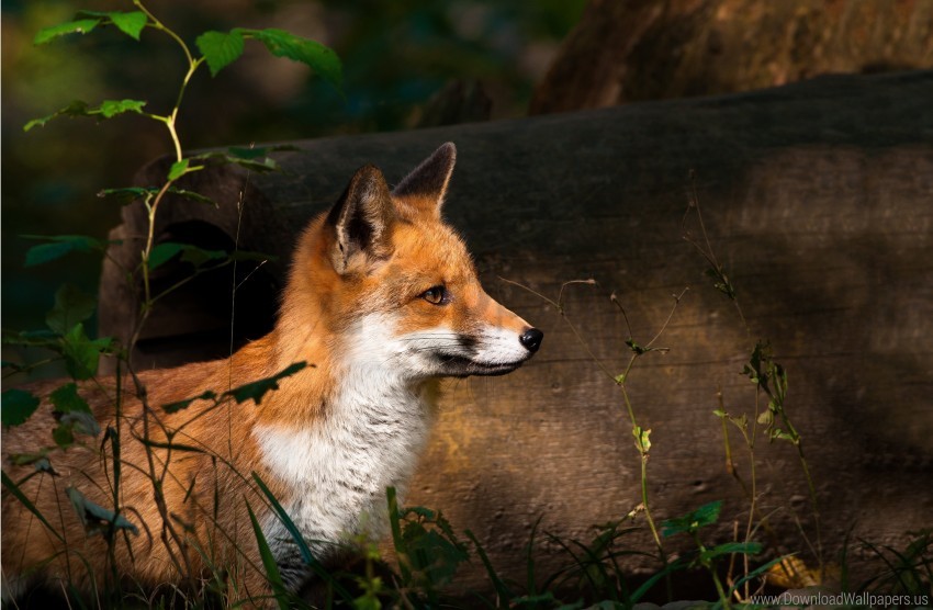 Forest Fox Fox Wallpaper Background Best Stock Photos