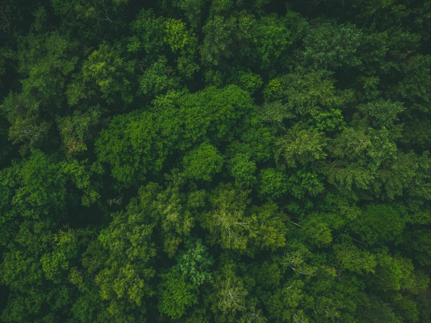 forest, green, aerial view, trees, treetops