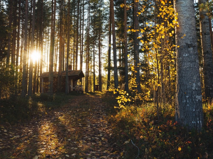 forest, house, loneliness, comfort, nature, trees