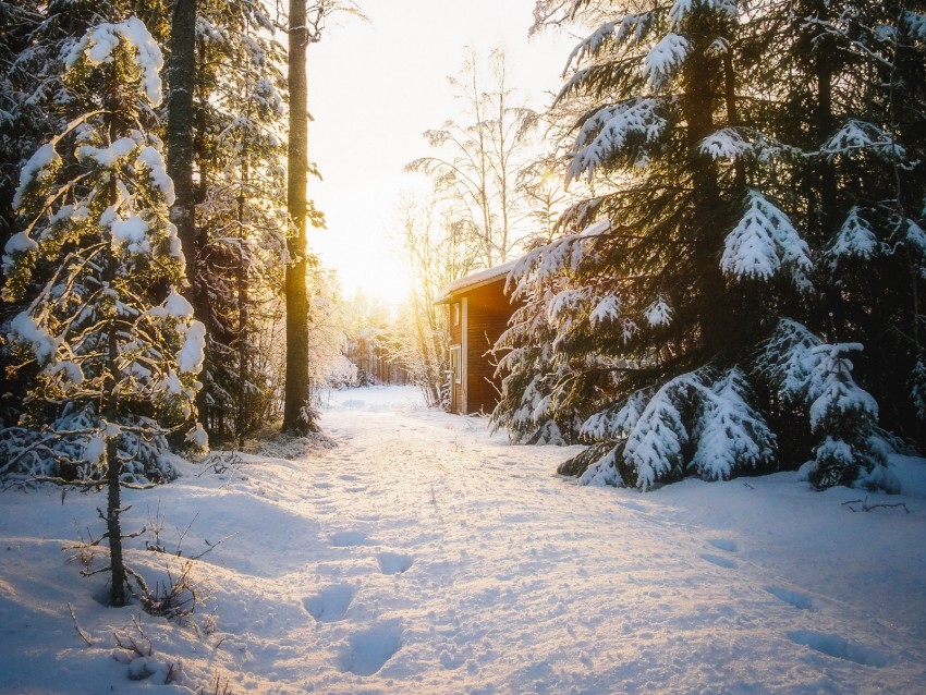 forest, house, snow, winter, sunlight