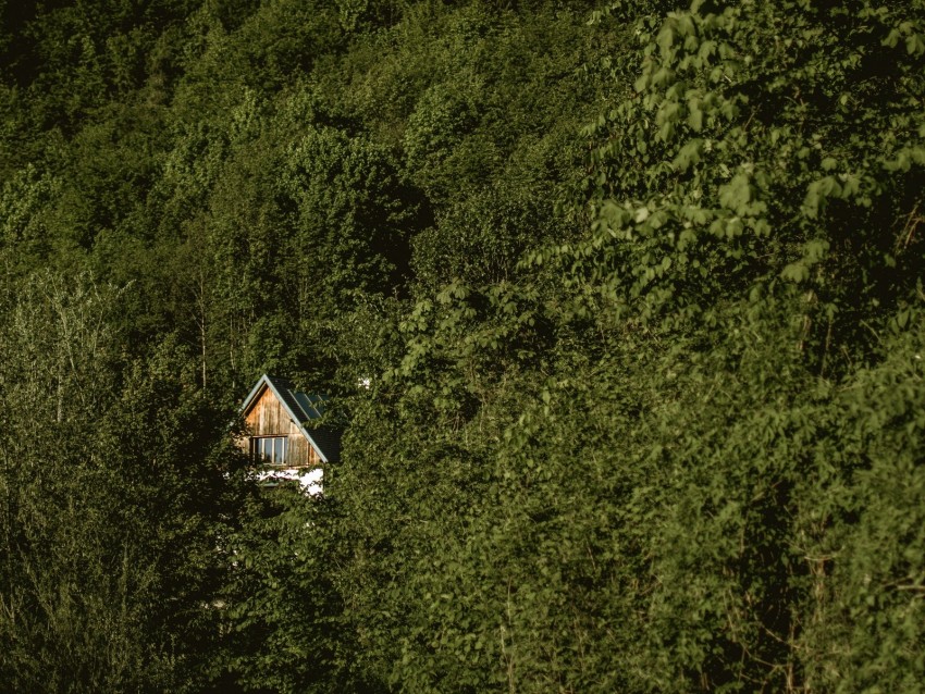 forest, house, trees, nature, solitude