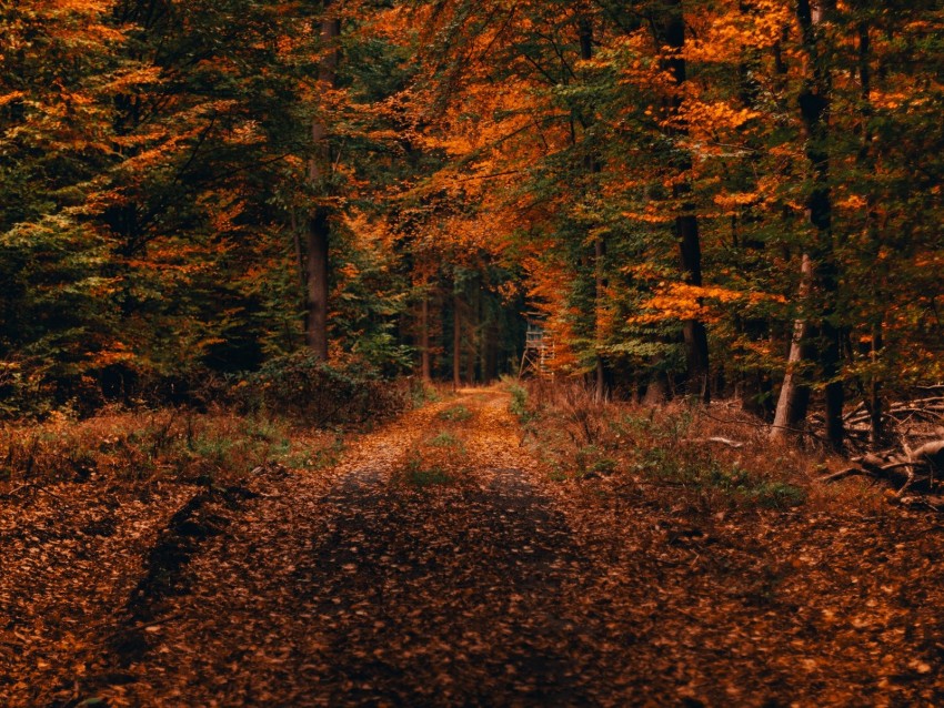 Forest, Path, Autumn, Foliage, Fallen, Trees, Autumn Landscape Png - Free PNG Images