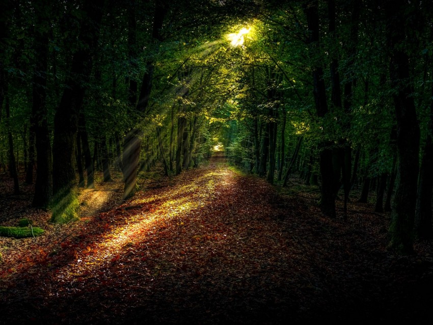 Forest Path Autumn Trees Sunlight Png - Free PNG Images
