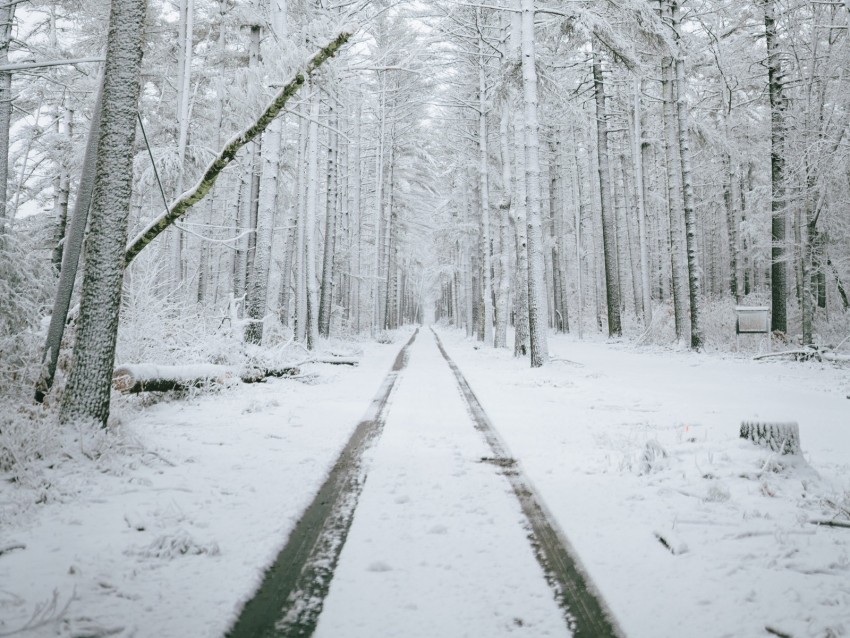 forest, path, snow, trees, winter