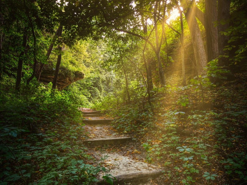 Forest, Path, Stairs, Sunlight, Trees Png - Free PNG Images