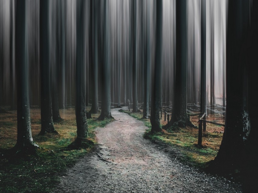 forest, path, trees, blur, illusion