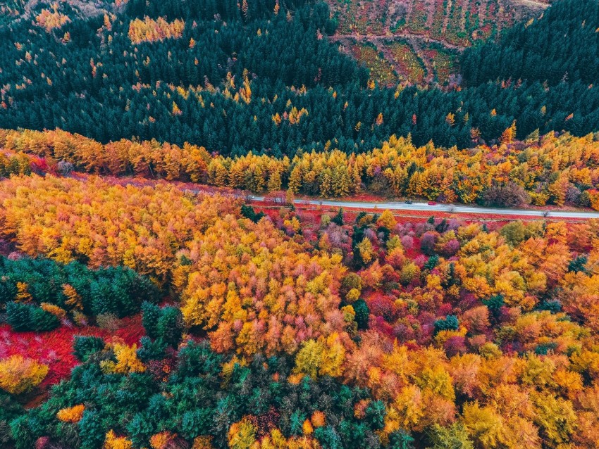 forest, road, aerial view, trees, autumn