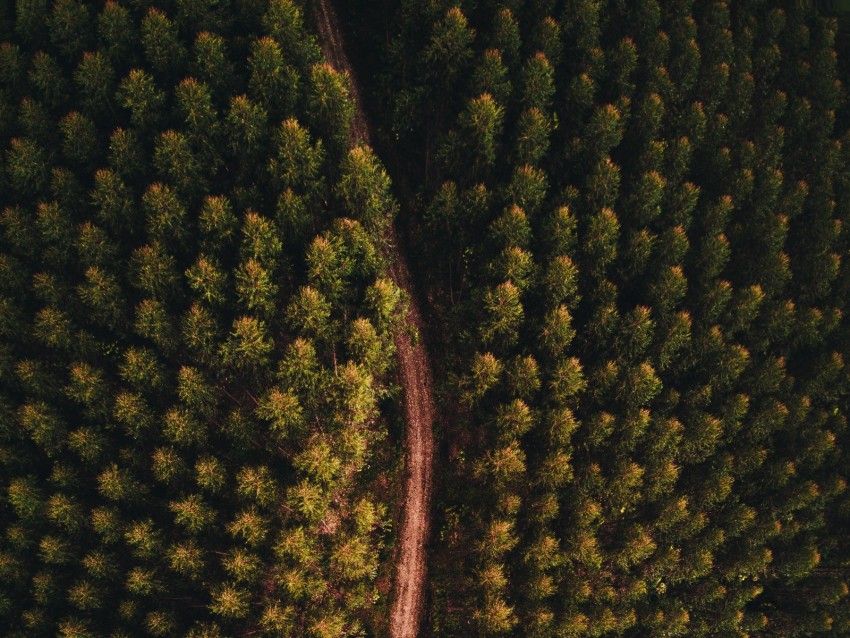 forest, road, aerial view, trees, tops