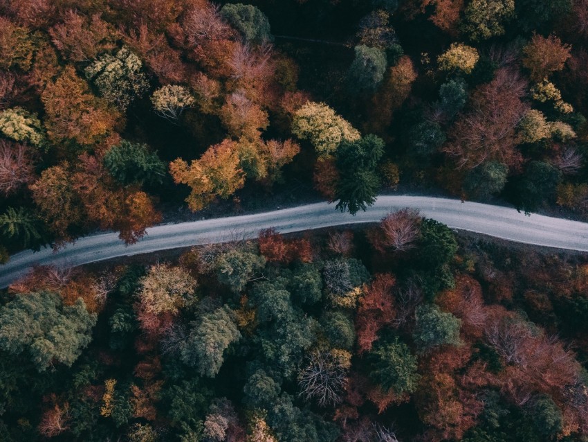 forest, road, aerial view, trees, treetops