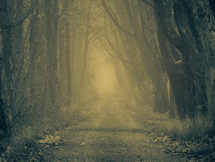 forest, road, fog, trees, autumn, gloomy, atmosphere